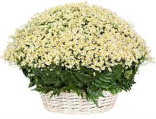 Цветочная композиция из Ромашки в корзине #REPLACE_PRED# Ермолино Новгородская область